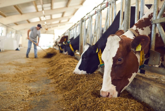 Ganado en establecimiento rural — pesaje para ganadería